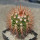 MELOCACTUS nagyi RBK 22.1, Cuba, 6,5 cm SEEDLING