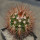 MELOCACTUS nagyi RBK 22.1, Cuba, 6,5 cm SEEDLING