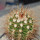 MELOCACTUS nagyi RBK 22.1, Cuba, 7,5 cm SEEDLING