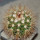 MELOCACTUS nagyi RBK 22.1, Cuba, 7,5 cm SEEDLING