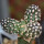 ECHINOCEREUS davisii f. brevispinus, pot 6,5 cm, grafted SEEDLING