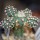 ECHINOCEREUS davisii f. brevispinus, pot 6,5 cm, grafted SEEDLING