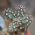 ECHINOCEREUS davisii f. brevispinus, pot 6,5 cm, grafted SEEDLING