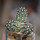 ECHINOCEREUS davisii f. brevispinus, pot 6,5 cm, grafted SEEDLING