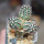 ECHINOCEREUS davisii f. brevispinus, pot 6,5 cm, grafted SEEDLING