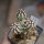 ECHINOCEREUS davisii f. brevispinus, pot 6,5 cm, grafted SEEDLING