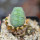 LOPHOPHORA alberto-vojtechii f. cristata, grafted