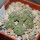 STROMBOCACTUS disciformis ssp. esperanzae VM 291, Xichu, 5 cm pot, 8 x SEEDLINGS