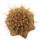 JASMINOCEREUS thouarsii var. sclerocarpus clone 1, Isabela, illustrative photo