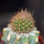 JASMINOCEREUS thouarsii var. sclerocarpus clone 1, Isabela, Galapagos, grafted offset