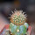 JASMINOCEREUS thouarsii var. sclerocarpus clone 1, Isabela, Galapagos, grafted offset