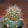 JASMINOCEREUS thouarsii var. sclerocarpus clone 1, Isabela, Galapagos, grafted offset