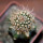 JASMINOCEREUS thouarsii var. sclerocarpus clone 1, Isabela, Galapagos, grafted offset