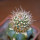 JASMINOCEREUS thouarsii var. sclerocarpus clone 1, Isabela, Galapagos, grafted offset