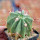 FEROCACTUS haematacanthus clone 2, 6,5 cm pot, rooted offset