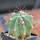 FEROCACTUS haematacanthus clone 2, 6,5 cm pot, rooted offset