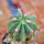 FEROCACTUS haematacanthus clone 2, 6,5 cm pot, rooted offset