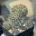 NOTOCACTUS submammulosus f. red flower, 8cm pot, mother SEEDLING