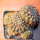 NOTOCACTUS submammulosus f. red flower, 8cm pot, mother SEEDLING