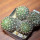 NOTOCACTUS submammulosus f. red flower, 8 cm pot, mother SEEDLING