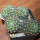 NOTOCACTUS submammulosus f. red flower, 8 cm pot, mother SEEDLING