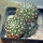 NOTOCACTUS submammulosus f. red flower, 10 cm pot, mother SEEDLING