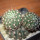 NOTOCACTUS submammulosus f. red flower, 10 cm pot, mother SEEDLING