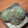 NOTOCACTUS submammulosus f. red flower, 10 cm pot, mother SEEDLING