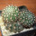 NOTOCACTUS submammulosus f. red flower, 10 cm pot, mother SEEDLING