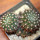 NOTOCACTUS submammulosus f. red flower, 10 cm pot, mother SEEDLING