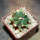 FEROCACTUS haematacanthus clone 1, 5 cm pot, rooted offset