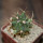 FEROCACTUS haematacanthus clone 1, 5 cm pot, rooted offset