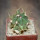 FEROCACTUS haematacanthus clone 1, 5 cm pot, rooted offset