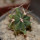 FEROCACTUS haematacanthus clone 1, 5 cm pot, rooted offset