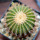 UEBELMANNIA pectinifera aff. f. nova RNK 97, clone 6, NEW !!! grafted