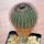 UEBELMANNIA pectinifera aff. crebrispina f. nova RNK 95, clone 6, grafted