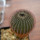 UEBELMANNIA pectinifera aff. crebrispina f. nova RNK 95, clone 6, grafted