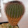 UEBELMANNIA pectinifera aff. crebrispina f. nova RNK 95, clone 6, grafted