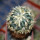 HOMALOCEPHALA texensis cv. Anayami, 5 cm pot, grafted