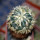 HOMALOCEPHALA texensis cv. Anayami, 5 cm pot, grafted