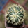 HOMALOCEPHALA texensis cv. Anayami, 5 cm pot, grafted