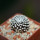 MAMMILLARIA luethyi, own roots, rooted offset