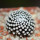 MAMMILLARIA luethyi, own roots, rooted offset