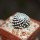 MAMMILLARIA luethyi, own roots, rooted offset