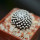 MAMMILLARIA luethyi, own roots, rooted offset