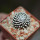 MAMMILLARIA luethyi, own roots, rooted offset