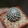 MAMMILLARIA luethyi, own roots, rooted offset