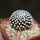 MAMMILLARIA luethyi, own roots, rooted offset