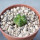 AZTEKIUM valdezii GCG 10893, 1,1 cm, Loma Alta, NL., Mex., SEEDLING