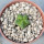 AZTEKIUM valdezii GCG 10893, 1,1 cm, Loma Alta, NL., Mex., SEEDLING